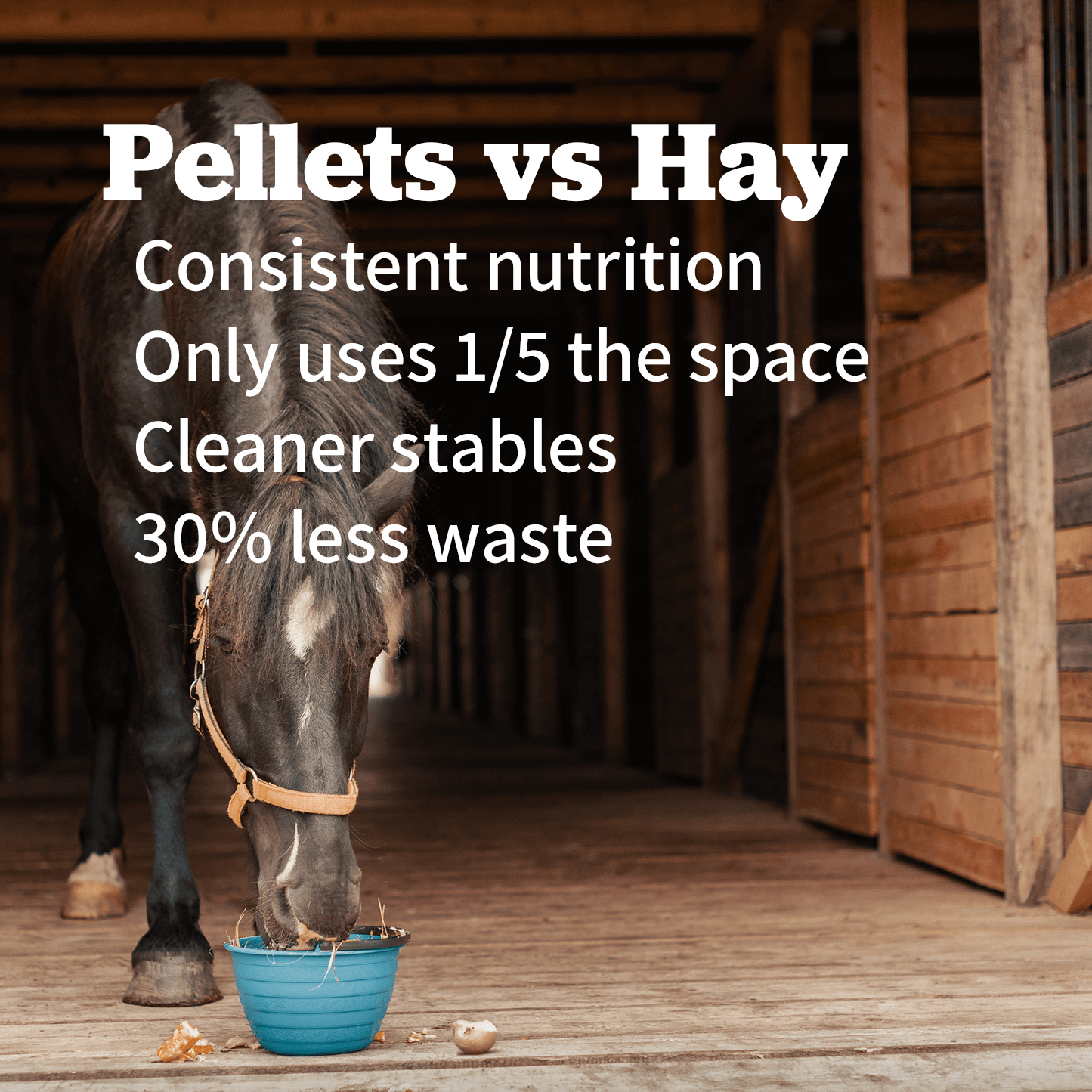 Horse eating pellets from a blue bowl in a stable, highlighting benefits of pellets vs hay, including less waste and better nutrition.