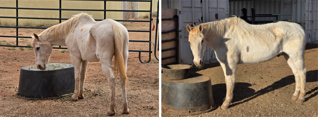 Resistol’s Comeback: Thriving After Hay Became a Problem
