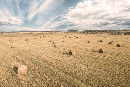 Everything You Need to Know About Alfalfa Pellets and Alfalfa Meal for Horses