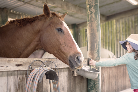 Reducing the Risk of Choke in Horses