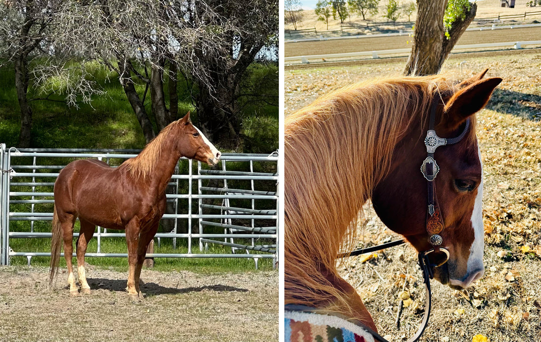 From Hives to Healthy: Feathers’ Feed Fix