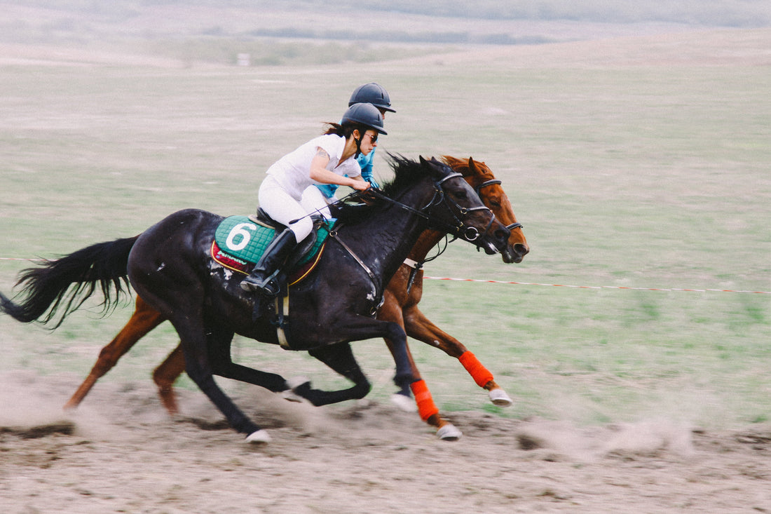 Why Feed Alfalfa to Horses?