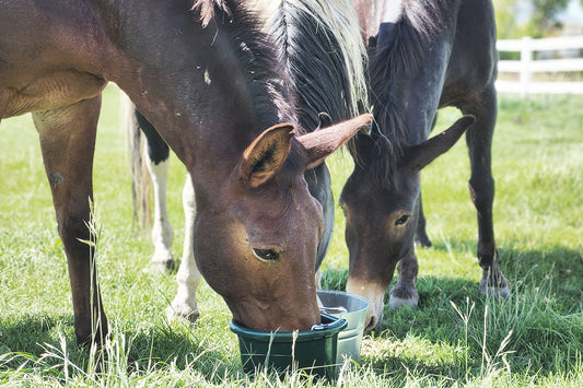 Nutritional Benefits: The Nutritional Advantages of Sprout Pellets for Horses