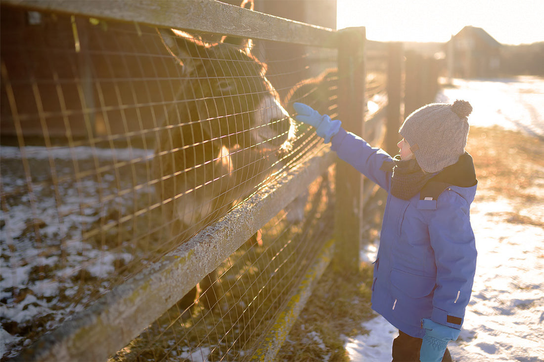 Seasonal Feeding Tips: Preparing Your Livestock for Winter