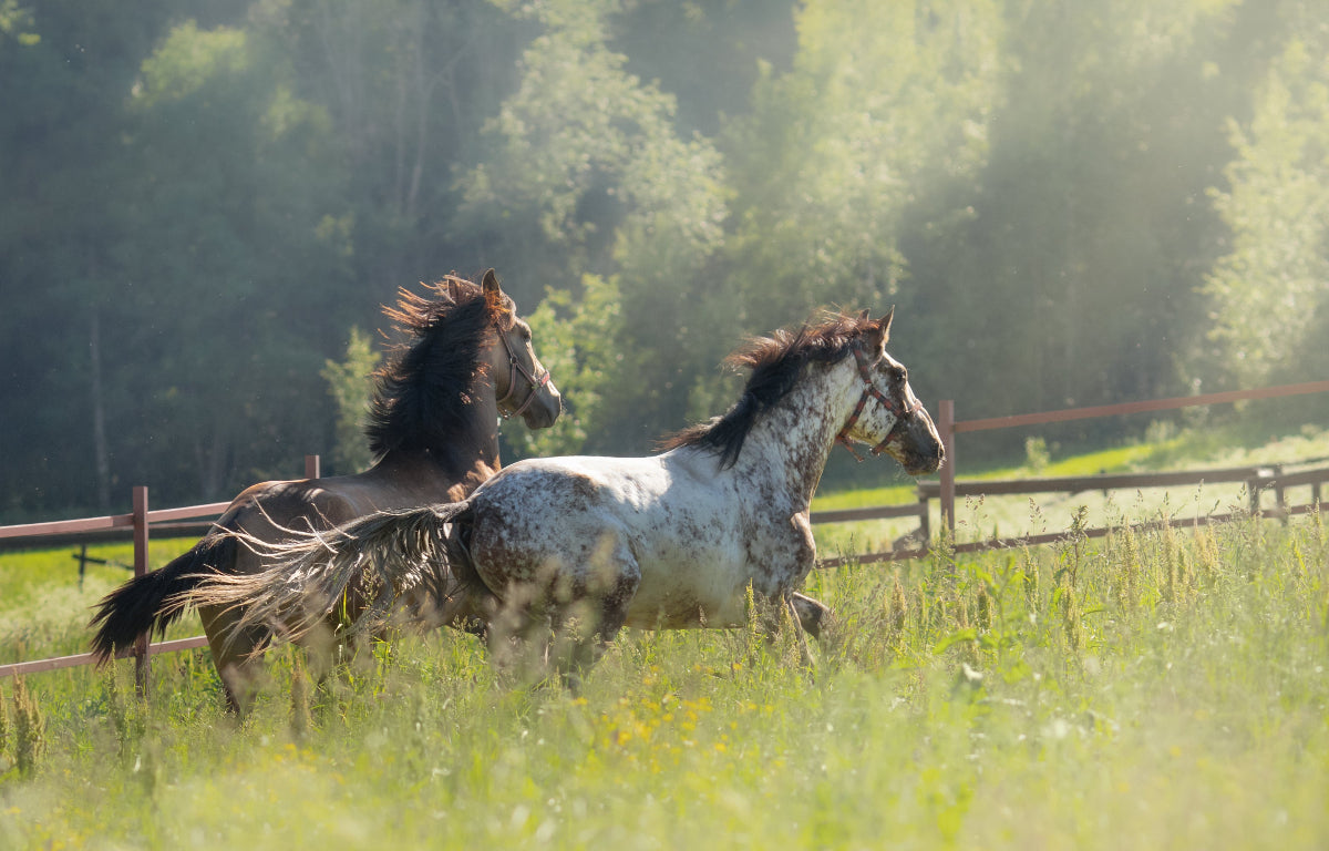 Two horses running in a grassy field with trees in the background